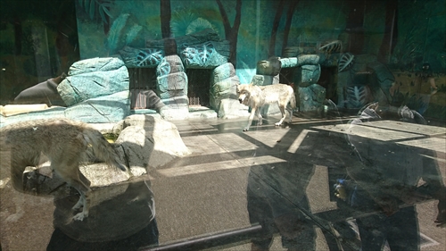 25日・天王寺動物園！